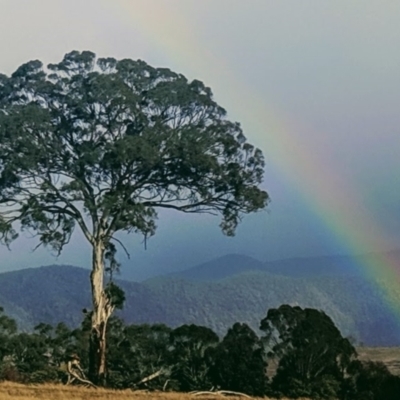 Eucalyptus melliodora (Yellow Box) at Kambah, ACT - 8 Aug 2019 by HelenCross