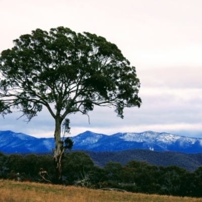 Eucalyptus melliodora (Yellow Box) at Kambah, ACT - 16 Sep 2019 by HelenCross