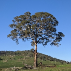 Eucalyptus melliodora (Yellow Box) at Kambah, ACT - 31 Mar 2020 by HelenCross