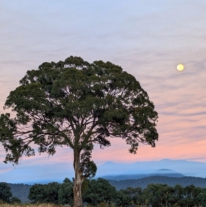 Eucalyptus melliodora at Kambah, ACT - 25 Apr 2024