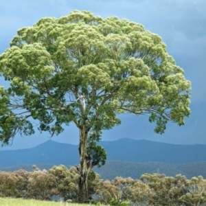 Eucalyptus melliodora at Kambah, ACT - 26 Dec 2023