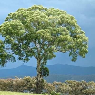 Eucalyptus melliodora (Yellow Box) at Kambah, ACT - 26 Dec 2023 by HelenCross