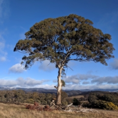 Eucalyptus melliodora (Yellow Box) at Kambah, ACT - 9 Aug 2019 by HelenCross