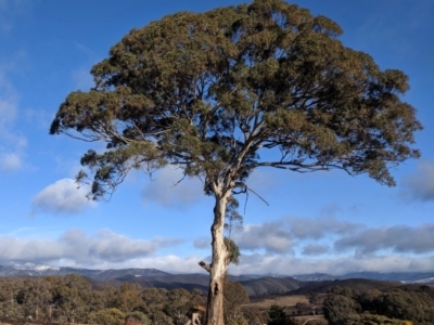 Eucalyptus melliodora (Yellow Box) at Kambah, ACT - 10 Aug 2019 by HelenCross