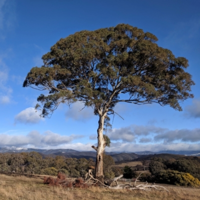 Eucalyptus melliodora (Yellow Box) at Kambah, ACT - 9 Aug 2019 by HelenCross