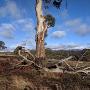 Eucalyptus melliodora at Kambah, ACT - 10 Aug 2019 08:35 AM