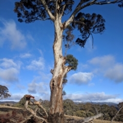 Eucalyptus melliodora at Kambah, ACT - 10 Aug 2019