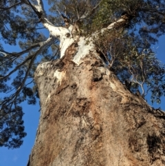 Eucalyptus melliodora at Kambah, ACT - 10 Aug 2019