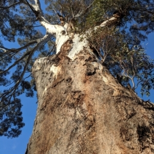 Eucalyptus melliodora at Kambah, ACT - 10 Aug 2019 08:35 AM