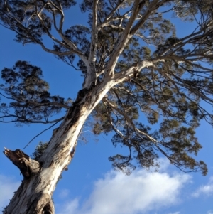 Eucalyptus melliodora at Kambah, ACT - 10 Aug 2019 08:35 AM