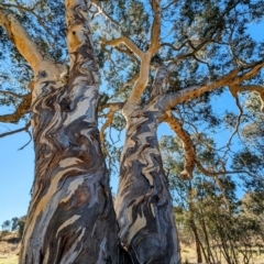 Eucalyptus blakelyi (Blakely's Red Gum) at Lions Youth Haven - Westwood Farm A.C.T. - 24 Jul 2023 by HelenCross