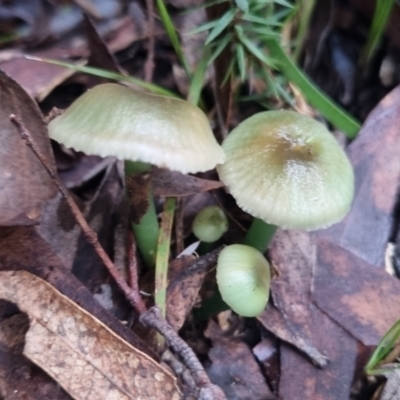 Gliophorus graminicolor (Slimy Green Waxcap) at Monga National Park - 13 Jun 2024 by clarehoneydove