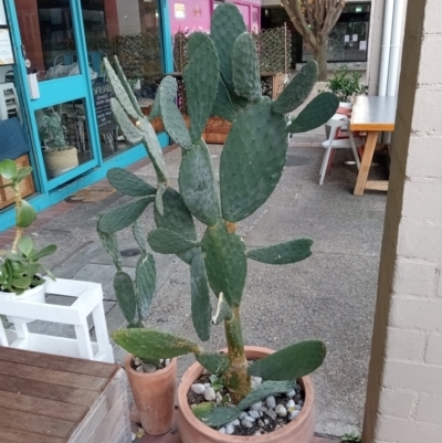 Opuntia sp. (Prickly Pear) at Mawson, ACT - 13 Jun 2024 by Jorgie4