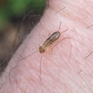 Forficula auricularia at Torrens, ACT - 8 Jun 2024