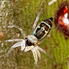 Cosmophasis micarioides at Currumbin, QLD - 13 Jun 2024 by Hejor1