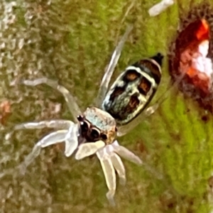 Cosmophasis sp. (genus) at Currumbin, QLD - 14 Jun 2024 07:48 AM