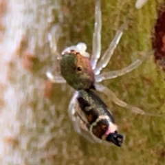 Cosmophasis sp. (genus) at Currumbin, QLD - 14 Jun 2024 07:48 AM