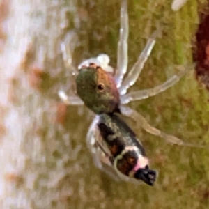 Cosmophasis sp. (genus) at Currumbin, QLD - 14 Jun 2024 07:48 AM