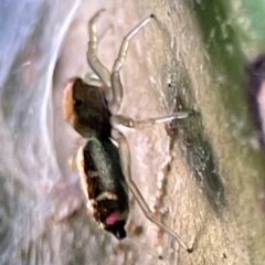 Cosmophasis sp. (genus) at Currumbin, QLD - 14 Jun 2024 07:48 AM