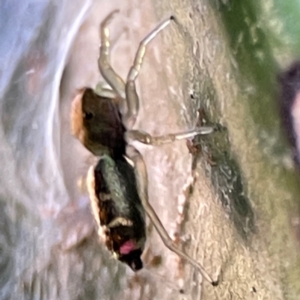 Cosmophasis sp. (genus) at Currumbin, QLD - 14 Jun 2024 07:48 AM