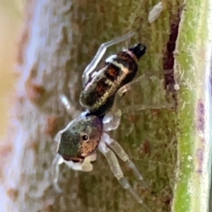 Cosmophasis sp. (genus) at Currumbin, QLD - 14 Jun 2024 07:48 AM