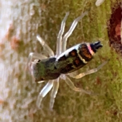 Cosmophasis sp. (genus) at Currumbin, QLD - 14 Jun 2024 07:48 AM