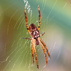 Plebs eburnus (Eastern bush orb-weaver) at Currumbin, QLD - 14 Jun 2024 by Hejor1