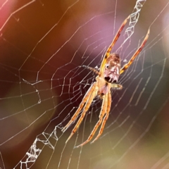 Plebs eburnus at Currumbin, QLD - 14 Jun 2024 07:37 AM