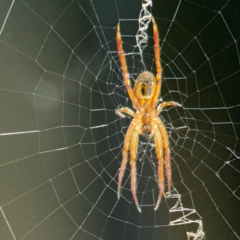 Plebs eburnus at Currumbin, QLD - 14 Jun 2024 07:37 AM