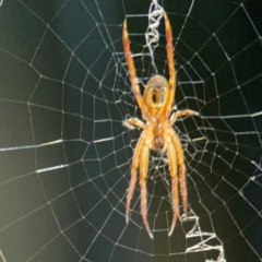 Plebs eburnus at Currumbin, QLD - 14 Jun 2024 07:37 AM