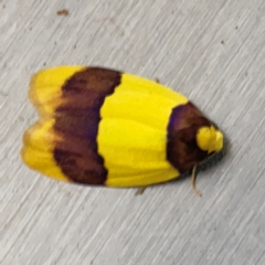 Heterallactis euchrysa (Lithosiinae) at Currumbin, QLD - 14 Jun 2024 by Hejor1