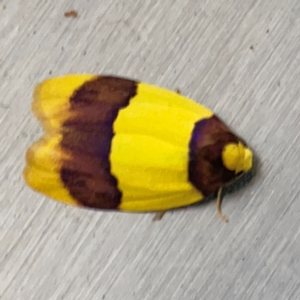 Heterallactis euchrysa at Currumbin, QLD - 14 Jun 2024 07:34 AM