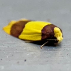 Heterallactis euchrysa at Currumbin, QLD - 14 Jun 2024 07:34 AM