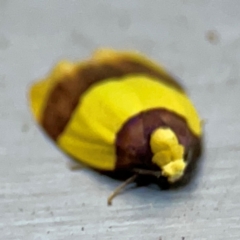 Heterallactis euchrysa at Currumbin, QLD - 14 Jun 2024 07:34 AM