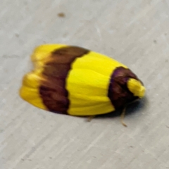 Heterallactis euchrysa at Currumbin, QLD - 14 Jun 2024 07:34 AM