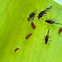 Aphididae (family) at Currumbin, QLD - 13 Jun 2024 by Hejor1