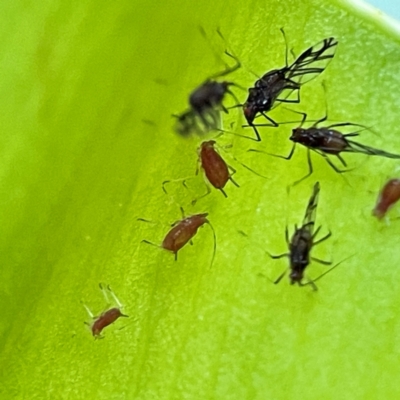 Aphididae (family) at Currumbin, QLD - 14 Jun 2024 by Hejor1