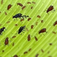 Aphididae (family) at Currumbin, QLD - 14 Jun 2024 07:26 AM