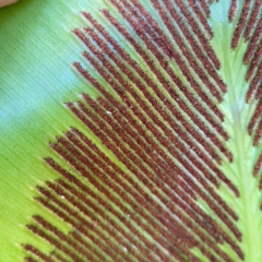 Aphididae (family) at Currumbin, QLD - 14 Jun 2024 07:26 AM
