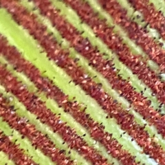 Aphididae (family) at Currumbin, QLD - 14 Jun 2024 07:26 AM