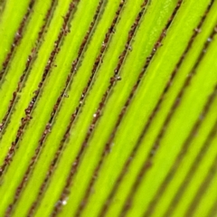 Aphididae (family) at Currumbin, QLD - 14 Jun 2024 07:26 AM