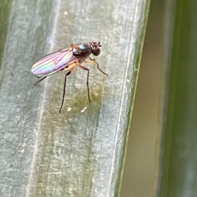 Diptera (order) at Currumbin, QLD - 14 Jun 2024 by Hejor1