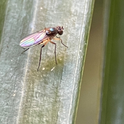 Diptera (order) at Currumbin, QLD - 13 Jun 2024 by Hejor1