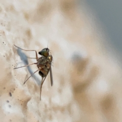 Diptera (order) at Currumbin, QLD - 13 Jun 2024 by Hejor1