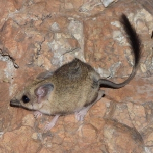 Antechinomys laniger at Bladensburg National Park - 15 Nov 2022