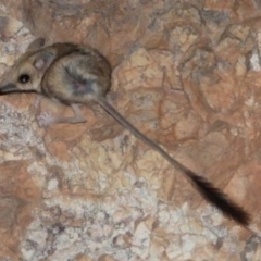 Antechinomys laniger at Bladensburg National Park - 15 Nov 2022