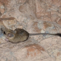 Antechinomys laniger at Bladensburg National Park - 15 Nov 2022 11:49 AM