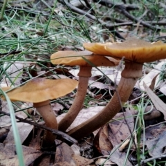 Armillaria mellea (A honey fungus) at Kianga, NSW - 13 Jun 2024 by Teresa
