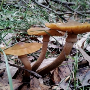 Armillaria mellea at Bodalla State Forest - 13 Jun 2024 12:48 PM