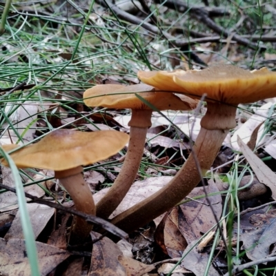 Armillaria mellea (A honey fungus) at Kianga, NSW - 13 Jun 2024 by Teresa